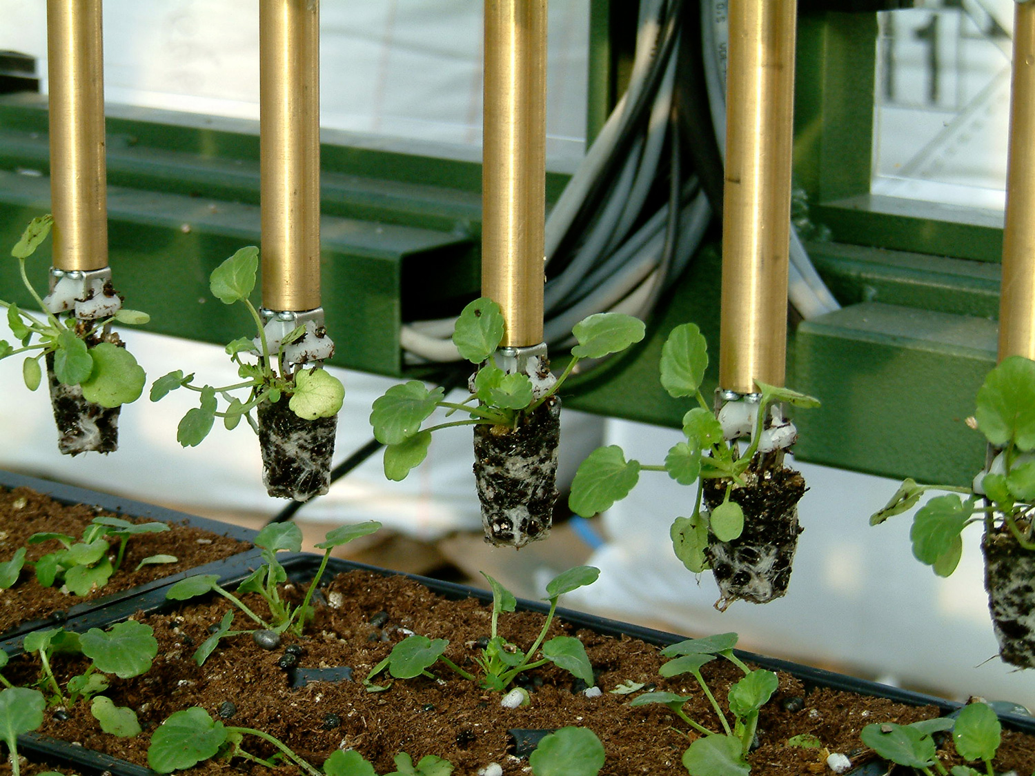 TTA Packplanter - Image 5